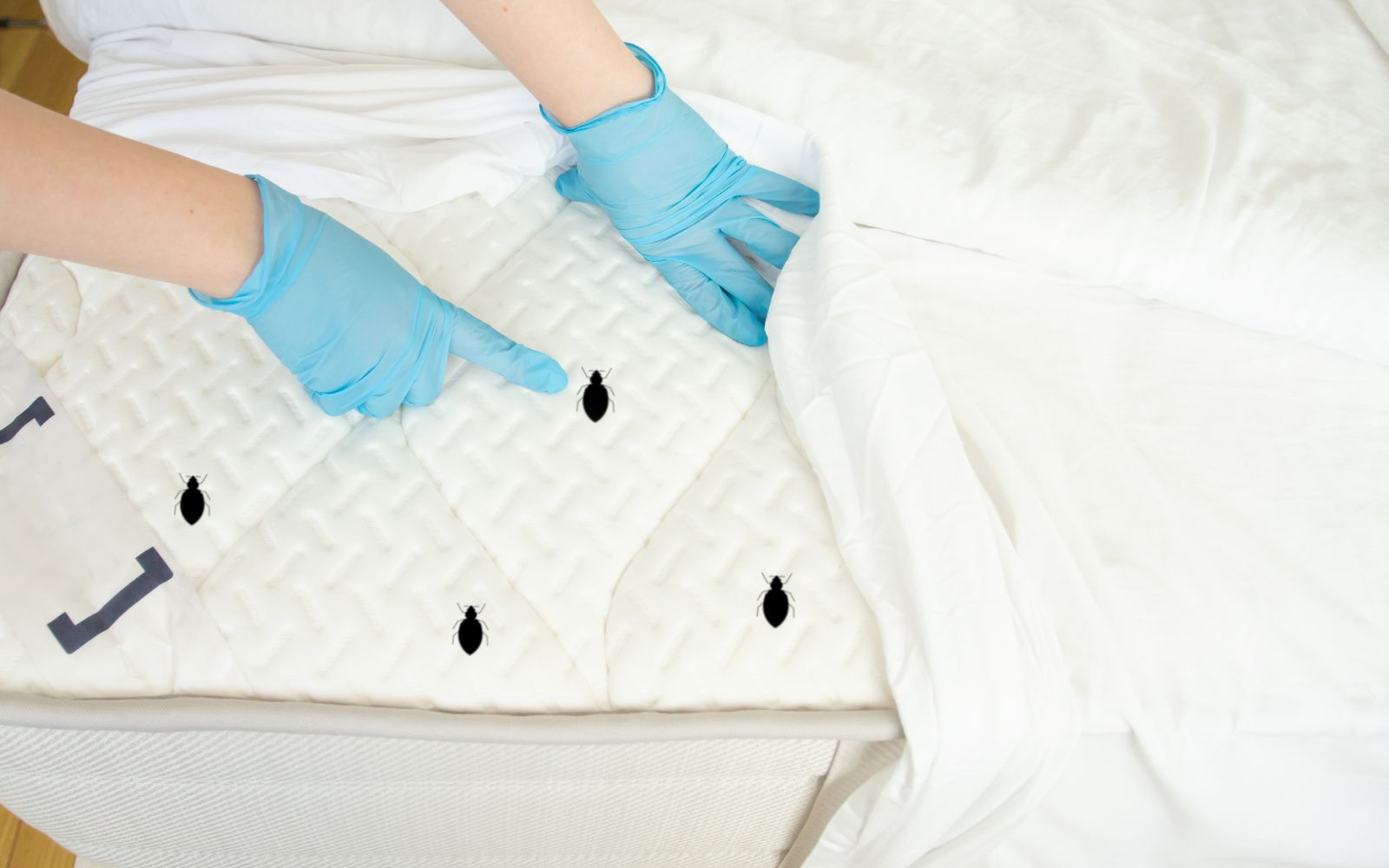 Bedbug Control