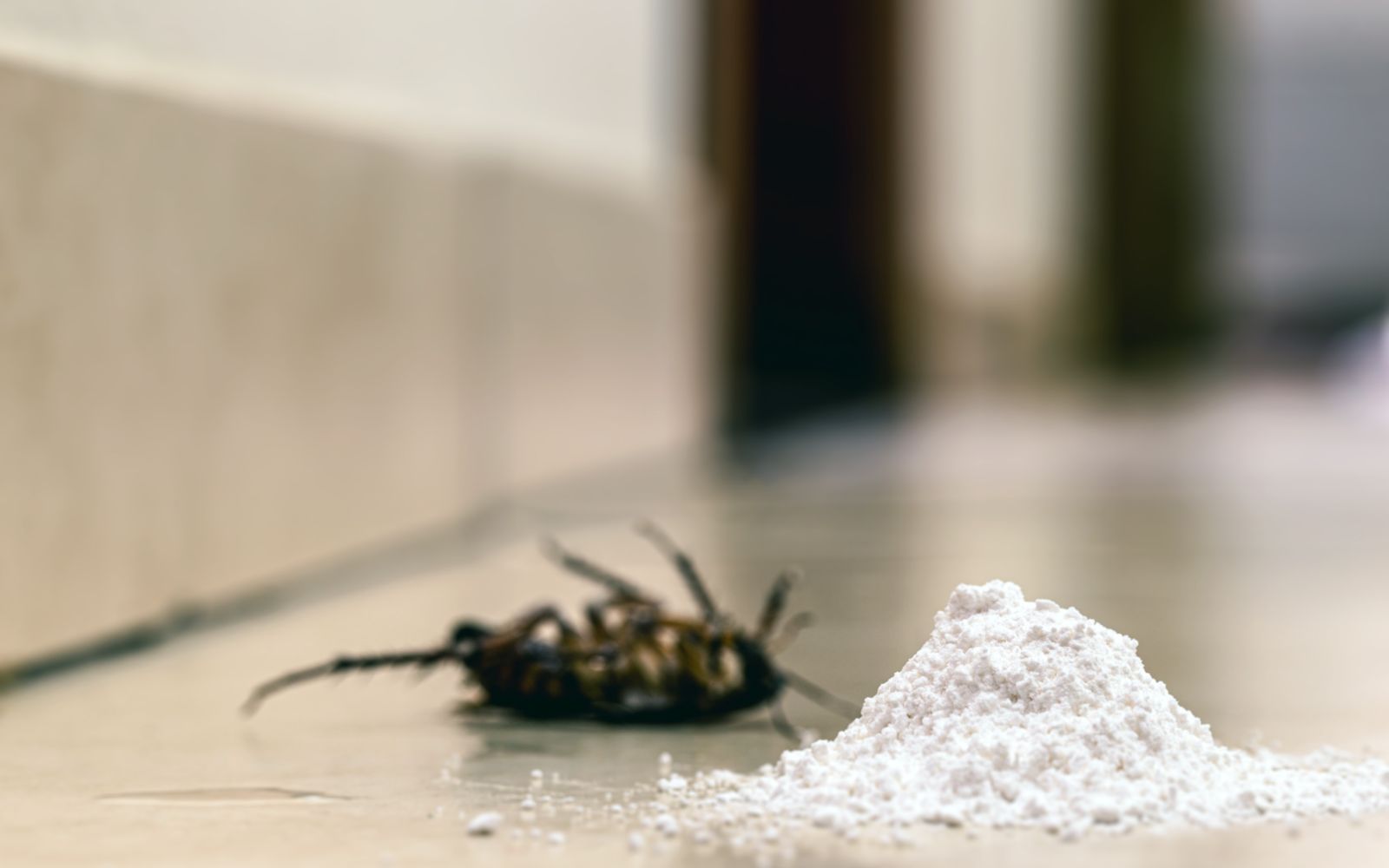 Cockroach Control