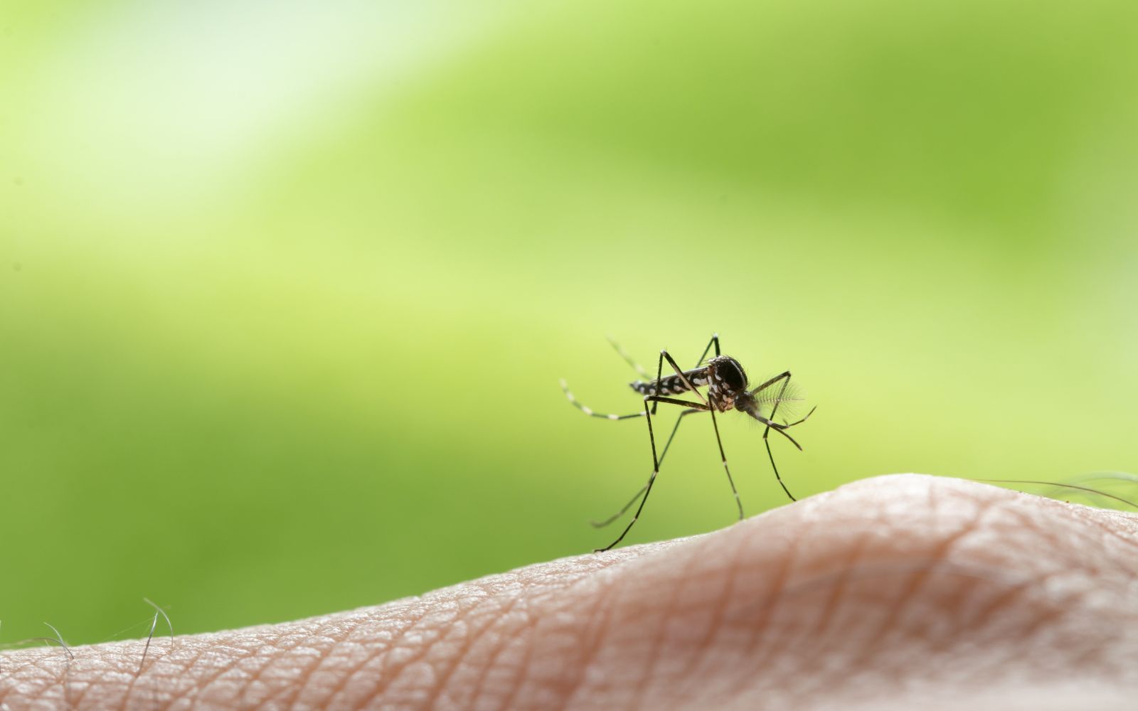 Mosquito Control