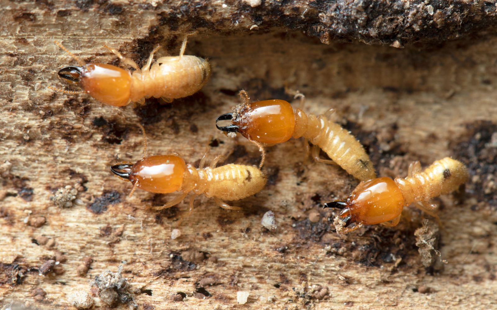 Termite Control