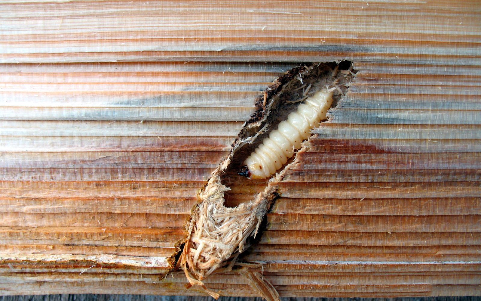 Wood Borer Control