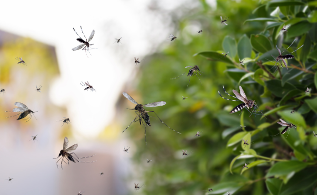 COCKROACH PEST CONTROL SERVICE